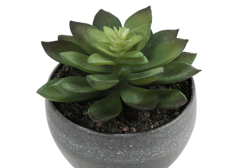 Faux Succulent Set - 6" Tall, Indoor, Greenery, Potted - Set of 3 with Grey Cement Pots