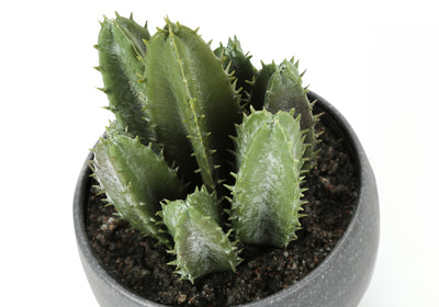 Faux Succulent Set - 6" Tall, Indoor, Greenery, Potted - Set of 3 with Grey Cement Pots